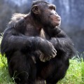 singe singe