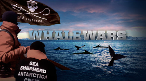 whale wars Animal Planet